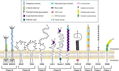 Macrophage scavenger receptors: Tumor support and tumor inhibition